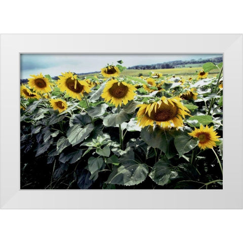 Sunflower Fields I White Modern Wood Framed Art Print by Stefko, Bob
