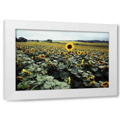 Sunflower Fields II White Modern Wood Framed Art Print by Stefko, Bob