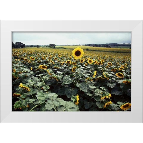Sunflower Fields II White Modern Wood Framed Art Print by Stefko, Bob