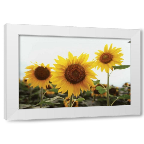 Sunflower Fields III White Modern Wood Framed Art Print by Stefko, Bob