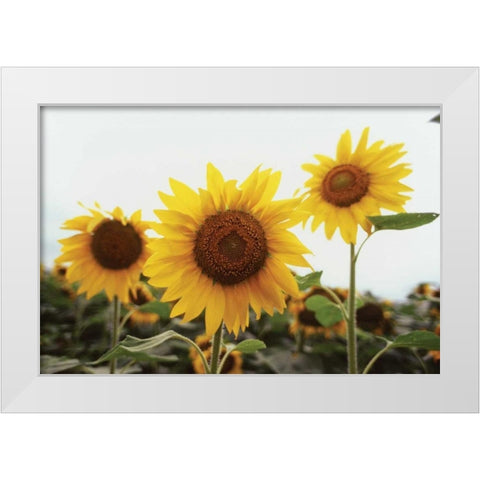 Sunflower Fields III White Modern Wood Framed Art Print by Stefko, Bob