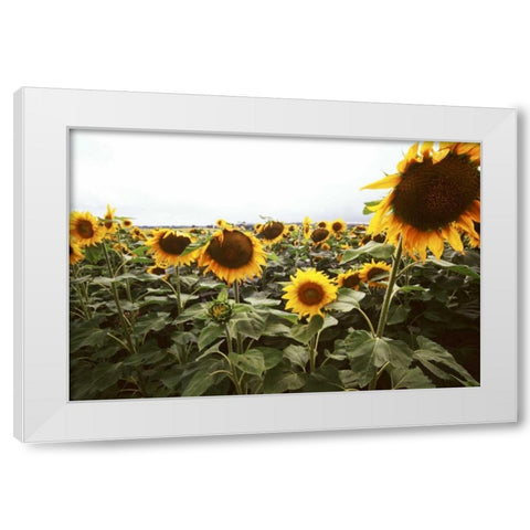 Sunflower Fields IV White Modern Wood Framed Art Print by Stefko, Bob