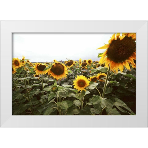 Sunflower Fields IV White Modern Wood Framed Art Print by Stefko, Bob