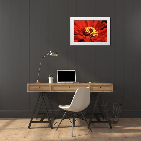 Red Zinnia I White Modern Wood Framed Art Print by Stefko, Bob