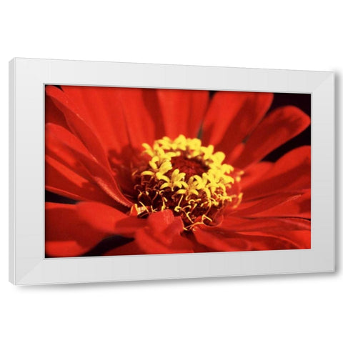 Red Zinnia I White Modern Wood Framed Art Print by Stefko, Bob