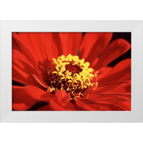Red Zinnia I White Modern Wood Framed Art Print by Stefko, Bob