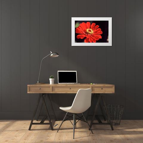 Red Zinnia II White Modern Wood Framed Art Print by Stefko, Bob