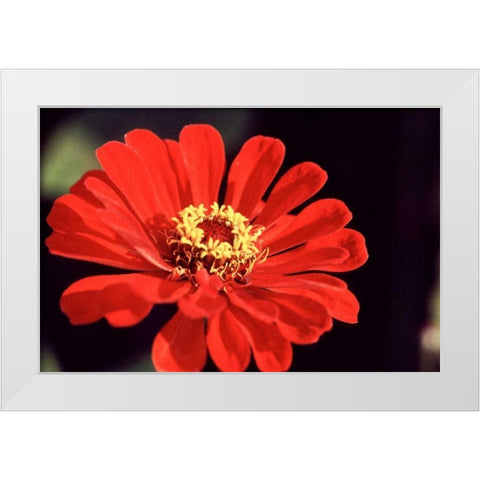 Red Zinnia II White Modern Wood Framed Art Print by Stefko, Bob