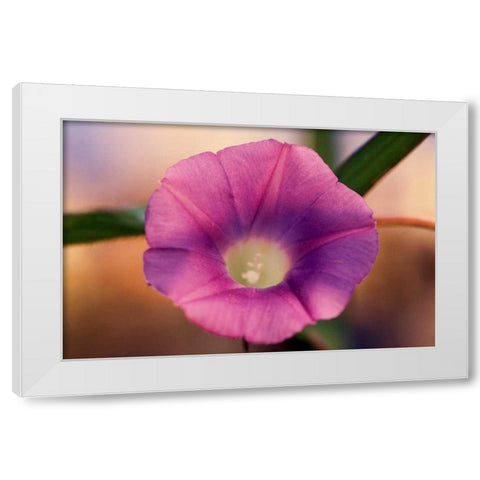 Morning Glory I White Modern Wood Framed Art Print by Stefko, Bob