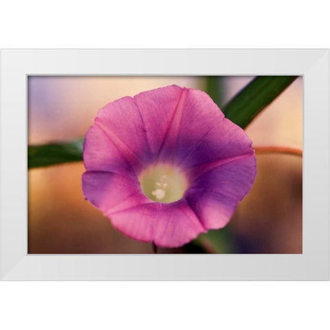 Morning Glory I White Modern Wood Framed Art Print by Stefko, Bob
