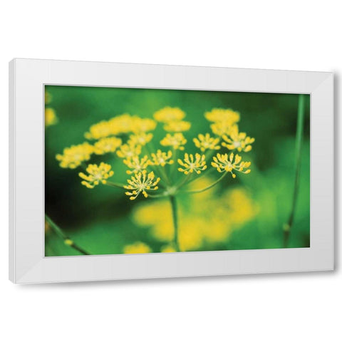 Blooming Dill White Modern Wood Framed Art Print by Stefko, Bob