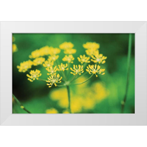 Blooming Dill White Modern Wood Framed Art Print by Stefko, Bob