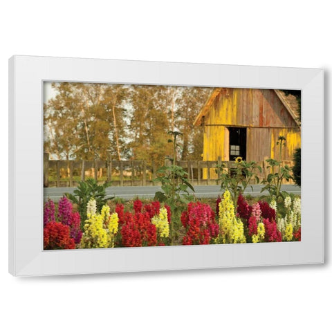 Snapdragons Barn II White Modern Wood Framed Art Print by Styber, Dana