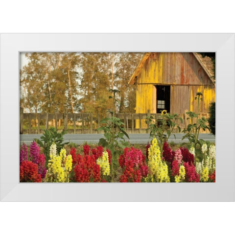 Snapdragons Barn II White Modern Wood Framed Art Print by Styber, Dana