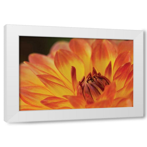 Orange Flame White Modern Wood Framed Art Print by Styber, Dana
