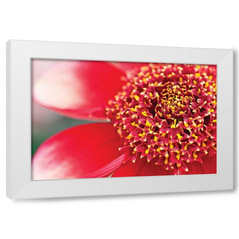 Starburst I White Modern Wood Framed Art Print by Styber, Dana