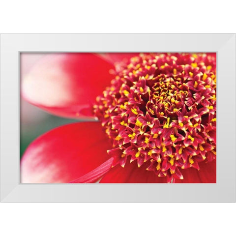 Starburst I White Modern Wood Framed Art Print by Styber, Dana