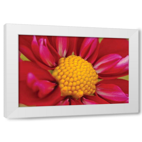 Starburst II White Modern Wood Framed Art Print by Styber, Dana