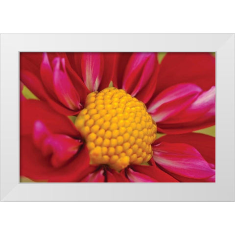 Starburst II White Modern Wood Framed Art Print by Styber, Dana