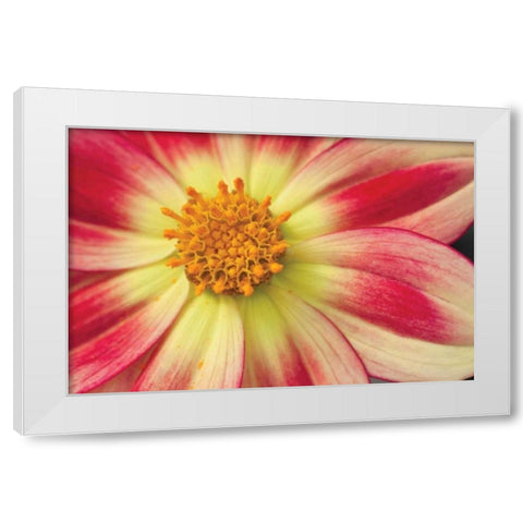 Starburst III White Modern Wood Framed Art Print by Styber, Dana