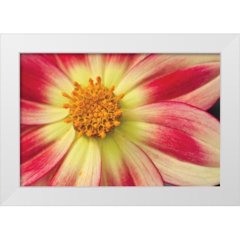 Starburst III White Modern Wood Framed Art Print by Styber, Dana