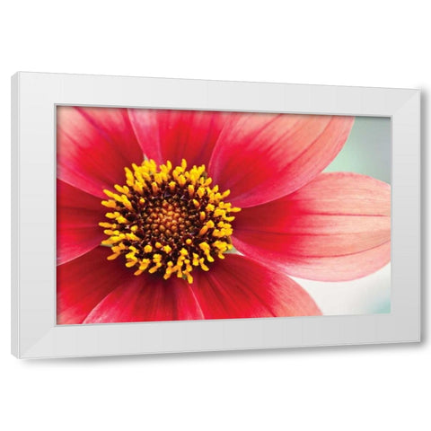 Starburst IV White Modern Wood Framed Art Print by Styber, Dana