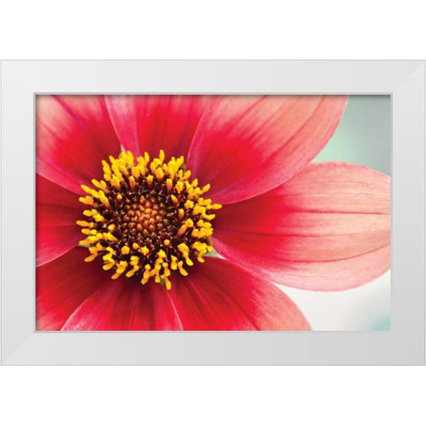 Starburst IV White Modern Wood Framed Art Print by Styber, Dana