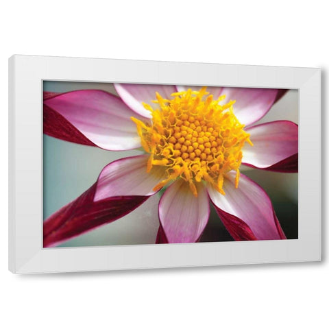 Stardust I White Modern Wood Framed Art Print by Styber, Dana