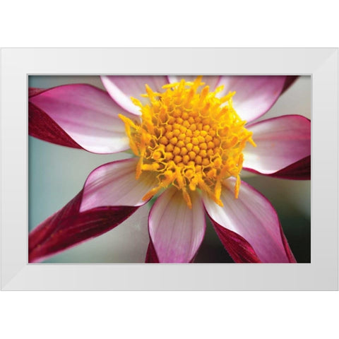 Stardust I White Modern Wood Framed Art Print by Styber, Dana