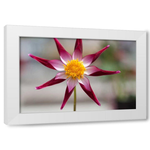 Stardust II White Modern Wood Framed Art Print by Styber, Dana