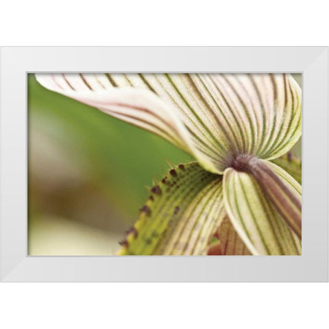 Green Mist White Modern Wood Framed Art Print by Styber, Dana