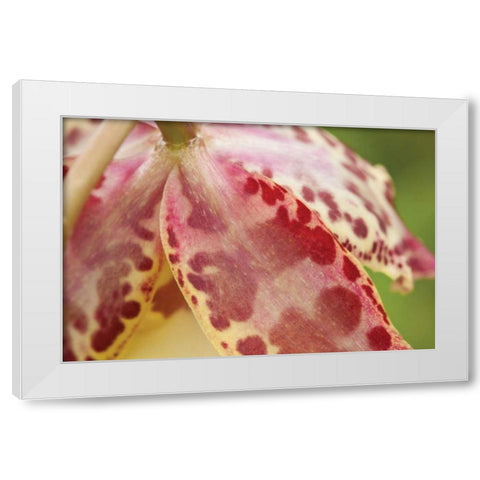 Pink Mist White Modern Wood Framed Art Print by Styber, Dana