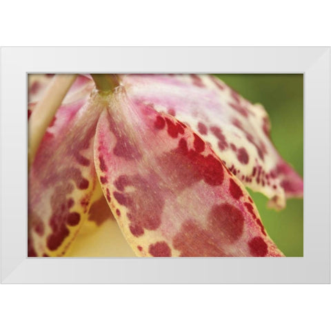 Pink Mist White Modern Wood Framed Art Print by Styber, Dana