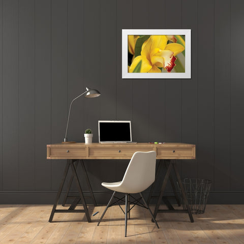 Lemon Orchid I White Modern Wood Framed Art Print by Styber, Dana