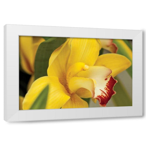 Lemon Orchid I White Modern Wood Framed Art Print by Styber, Dana