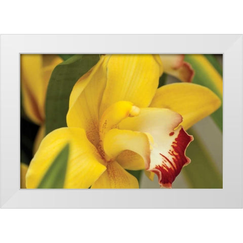 Lemon Orchid I White Modern Wood Framed Art Print by Styber, Dana