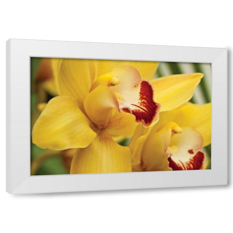 Lemon Orchid II White Modern Wood Framed Art Print by Styber, Dana