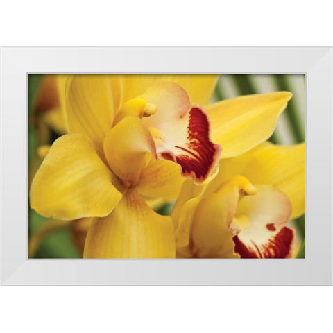 Lemon Orchid II White Modern Wood Framed Art Print by Styber, Dana