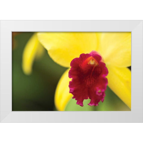 Pink Velvet White Modern Wood Framed Art Print by Styber, Dana