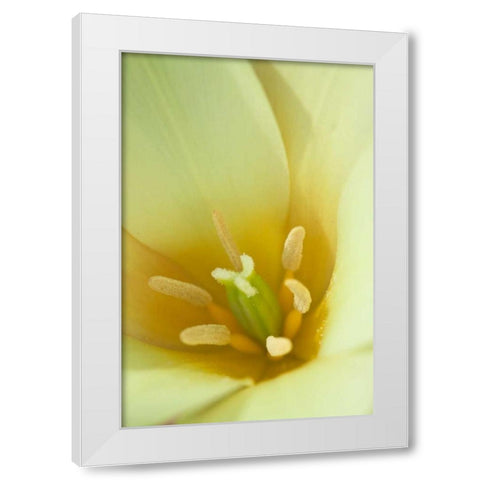 Yellow Burst I White Modern Wood Framed Art Print by Styber, Dana
