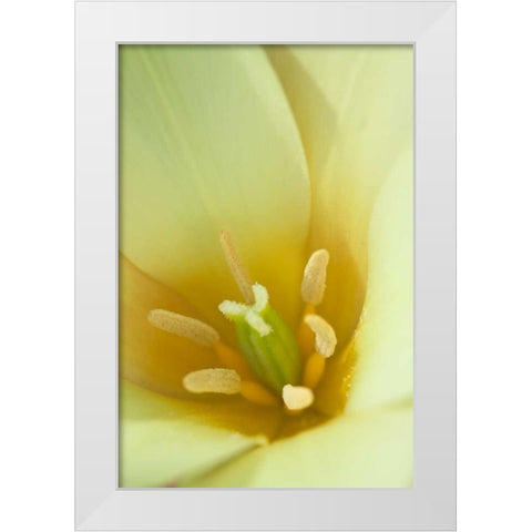 Yellow Burst I White Modern Wood Framed Art Print by Styber, Dana