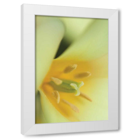 Yellow Burst II White Modern Wood Framed Art Print by Styber, Dana