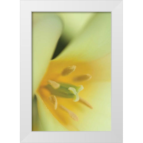 Yellow Burst II White Modern Wood Framed Art Print by Styber, Dana