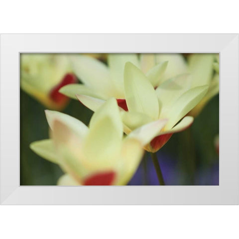 Yellow Cream I White Modern Wood Framed Art Print by Styber, Dana