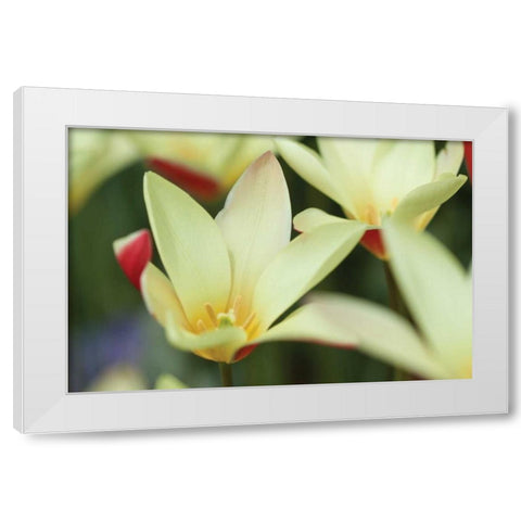 Yellow Cream II White Modern Wood Framed Art Print by Styber, Dana