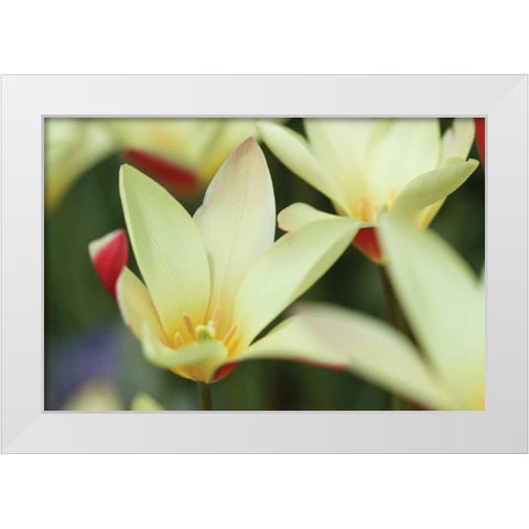 Yellow Cream II White Modern Wood Framed Art Print by Styber, Dana
