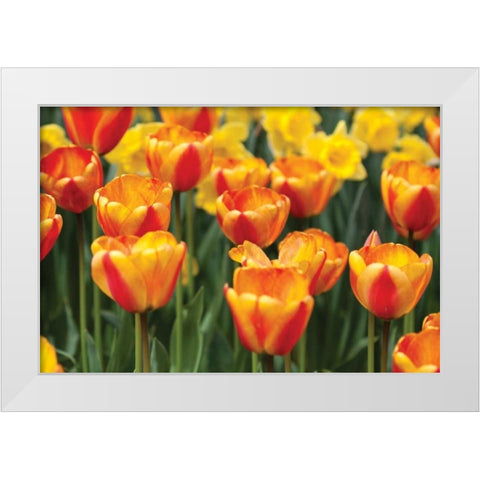 Tulip March I White Modern Wood Framed Art Print by Styber, Dana