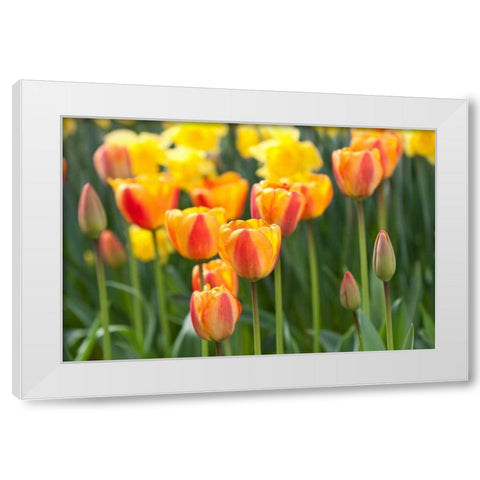 Tulip March II White Modern Wood Framed Art Print by Styber, Dana