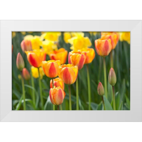 Tulip March II White Modern Wood Framed Art Print by Styber, Dana