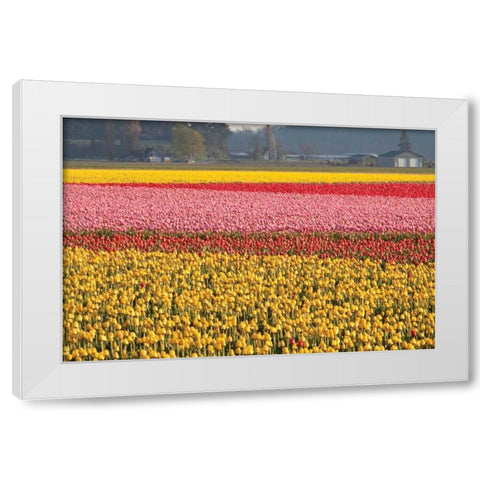 Reds Pinksand Yellows White Modern Wood Framed Art Print by Styber, Dana